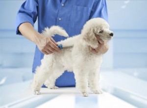 Le migliori razze di cani che non perdono pelo per allergie e asma