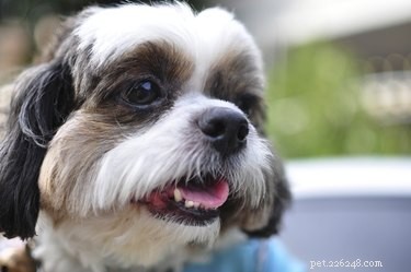 Melhores raças de cães que não soltam pelos para alergias e asma