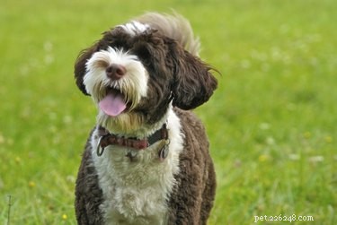 Le migliori razze di cani che non perdono pelo per allergie e asma