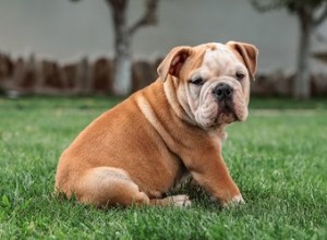 Le differenze tra bulldog inglesi e britannici