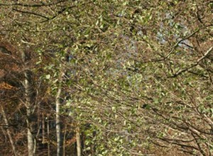 Quali sono i migliori tipi di razze di cani da fattoria?