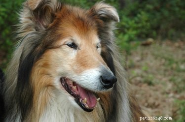 Quali sono i migliori tipi di razze di cani da fattoria?