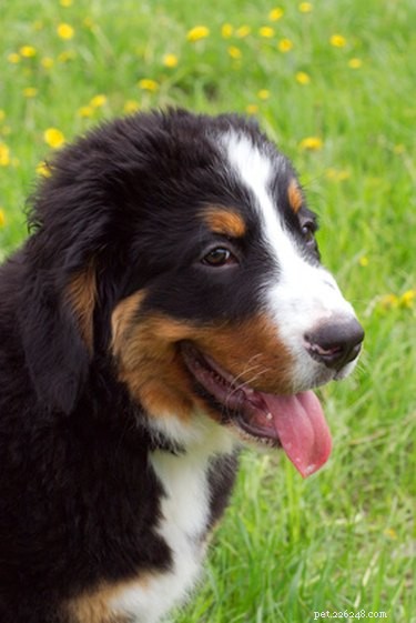 Quais são os melhores tipos de raças de cães de fazenda?