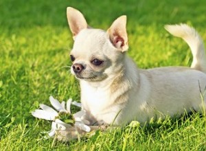 Come stanno i chihuahua con le persone che soffrono di allergie?