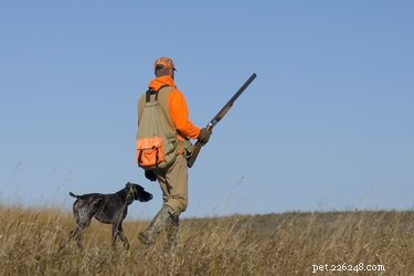 I 10 migliori cani da caccia
