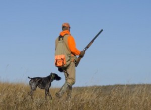 I 10 migliori cani da caccia