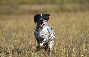 Os 10 melhores cães de caça