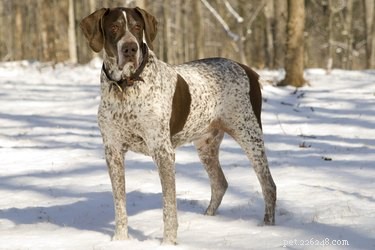 Os 10 melhores cães de caça