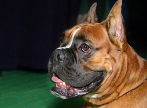 Maschio vs. Cuccioli di boxer femmina