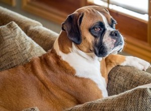 American Boxer Dogs vs. Cani Boxer tedeschi