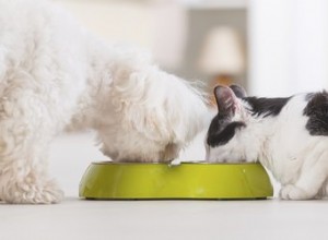 Quali razze di cani vanno d accordo con i gatti?