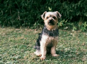 Quelle est la durée de vie d un Yorkie en tasse ?