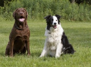 Informations sur Border Collie &Lab Mix