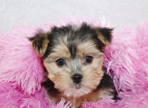 Informations sur le mélange maltais Yorkie