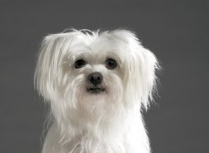 マルチーズ犬の寿命はどれくらいですか？ 