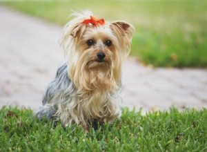 Qual ​​è la differenza tra uno Yorkie e un Silky Terrier