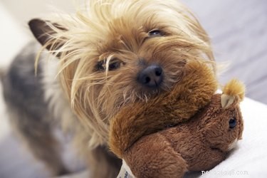Wat is het verschil tussen een Yorkie en een Silky Terrier