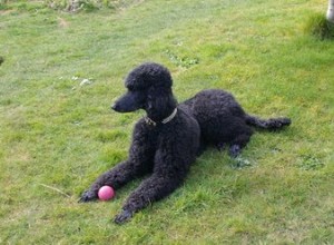 Che tipo di cani hanno il pelo senza pelo?