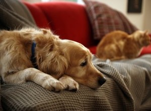 Les meilleures races de chiens avec des chats