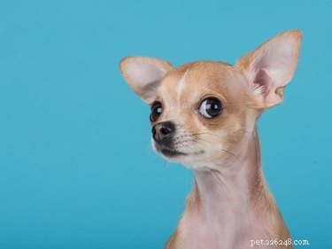 Como cuidar de um Chihuahua Applehead