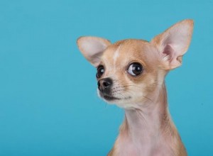 Come prendersi cura di un chihuahua testa di mela