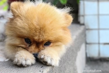 Šálek Pomeranian:Vlastnosti, temperament a štěňata