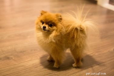 Šálek Pomeranian:Vlastnosti, temperament a štěňata