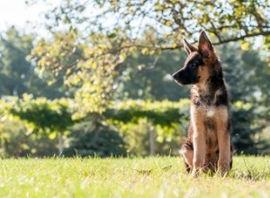 Différence entre les chiens de berger ouest-allemands et est-allemands