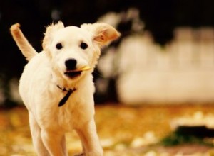 Come capire se un cane è di razza