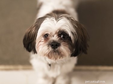 Информация о собаках породы йорки-ши-тцу
