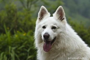 Bílý německý ovčák:Cena, vlastnosti a štěňata
