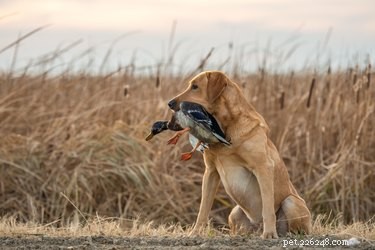 Le 10 migliori razze di cani di uccelli acquatici
