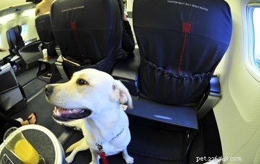 Service Dogs for Anxiety