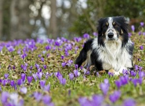 Le 10 migliori razze di cani più intelligenti