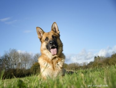 Top 10 slimste hondenrassen
