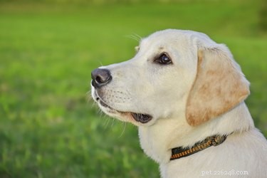 Le 10 migliori razze di cani più intelligenti