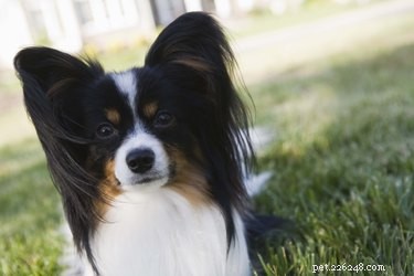 Le 10 migliori razze di cani più intelligenti
