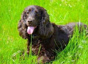 Elenco delle razze di Spaniel