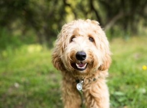 Aspettativa di vita dei Labradoodles