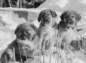 Come capire quanto sarà grande un cane di razza mista