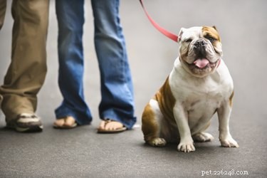En engelsk bulldogs förväntade livslängd