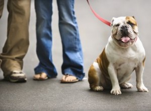 L aspettativa di vita di un bulldog inglese