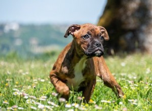 Come capire se un pugile è una razza completa