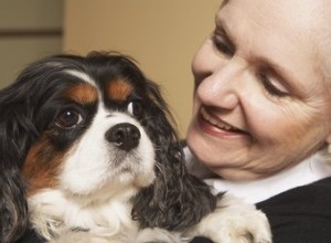 Come allevare un Cavalier King Charles Spaniel