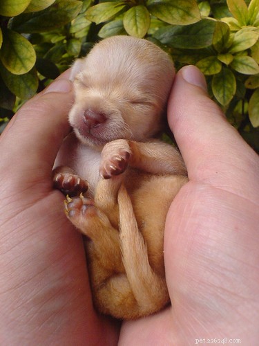 Fakta om Baby Chihuahuas