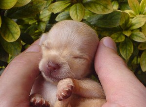 Feiten over baby-chihuahua s