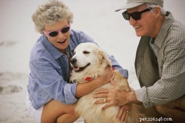 Os melhores cães para pessoas com mais de 50 anos