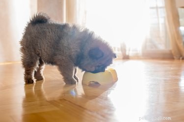 Diet of a Chow Chow