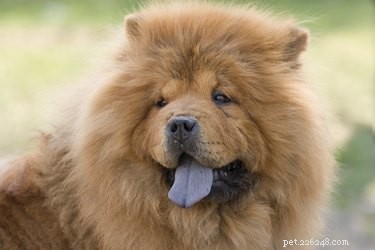 Diet of a Chow Chow
