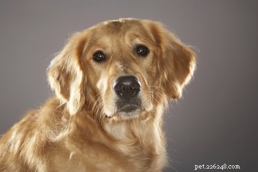 Diferença entre cães Golden Retriever e Labrador Retriever